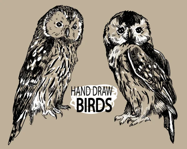 Κουκουβάγιες Σύνολο Εικόνων Πουλιών Σχέδιο Χέρι Vintage Στυλ Σχέδιο Μελάνι — Διανυσματικό Αρχείο