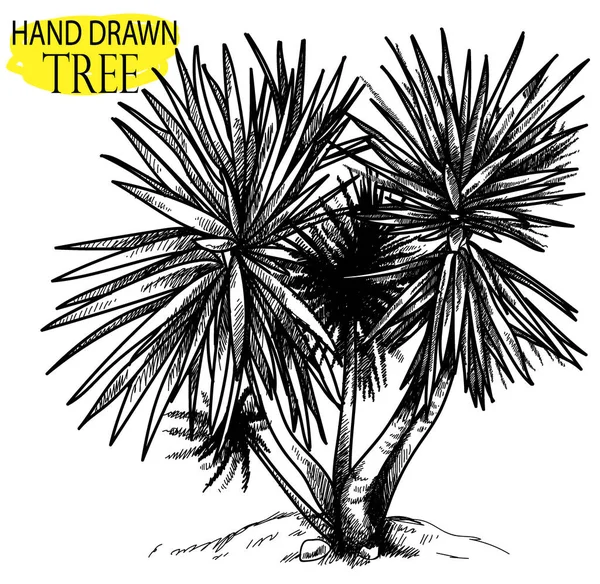 Palma Plantas Exóticas Desenho Mão Estilo Vintage —  Vetores de Stock