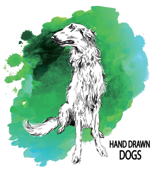 Razas Perros Borzoi Ruso Perro Sentado Dibujo Mano Alzada Estilo — Vector de stock