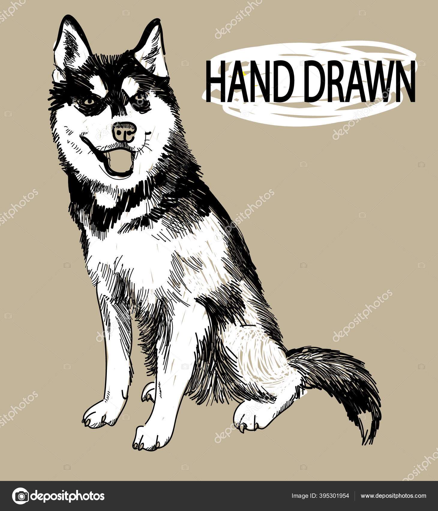 Husky Malamute Görüntüleri Köpek Yetiştirir Yavrular Yetişkin Köpekler