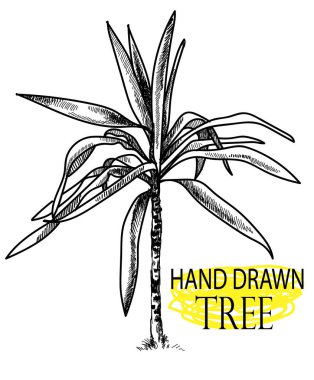 Palma. Egzotik bitkiler. Eski usul elle çizim .