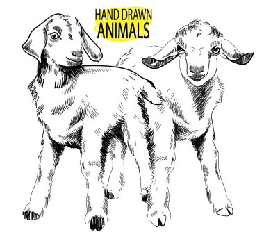 Evlat. Klasik tarzda elle çizim yapmak. Sevimli küçük keçi.