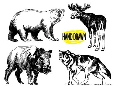 Vahşi hayvanlar. Bir dizi görüntü. Europpa 'nın Hayvanları. Geyik, ayı, kurt, yaban domuzu.