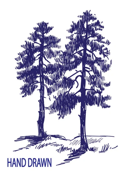 Ялиновий Ліс Дві Великі Старі Пожежі Високі Красиві Дерева Малюнок — стоковий вектор