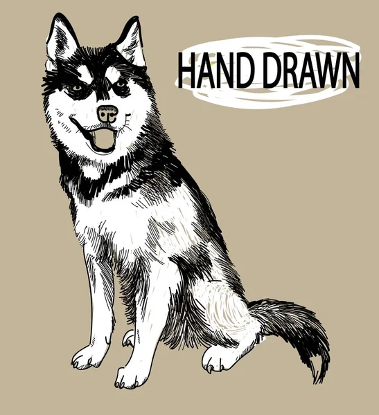 Husky Malamute Bilder Hunderassen Welpen Erwachsene Hunde Freihand Zeichnung Vintage — Stockvektor