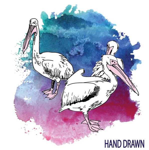 Pelikan Deniz Kuşları Klasik Stilde Elle Çizim Kalemle Çizim — Stok Vektör