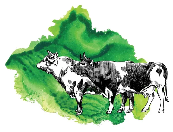 Dos Vacas Imagen Estilo Vintage Imagen Vintage Dibujo Mano Alzada — Vector de stock