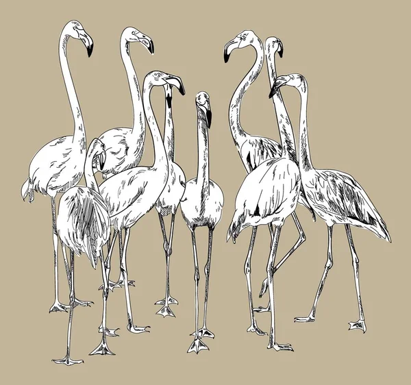 Flamingo Profesionální Kresba Stylu Vintage Hejno Ptáků Freehand Dreehand Kreslení — Stockový vektor