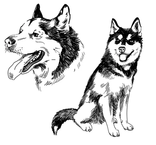 ハスキー マラムートの画像のセット 犬の品種 大人の犬 フリーハンド ドローイング ヴィンテージ イメージ ペン画 — ストックベクタ