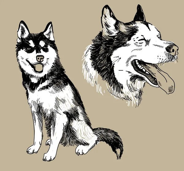 Husky Seti Malamute Görüntüleri Köpek Yetiştirir Yavrular Yetişkin Köpekler Serbest — Stok Vektör