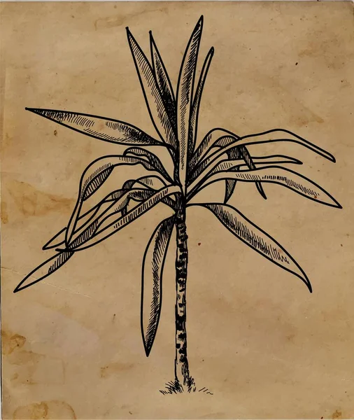 Encontro Palma Jovens Plantações Ilustração Botânica Estilo Vintage — Vetor de Stock