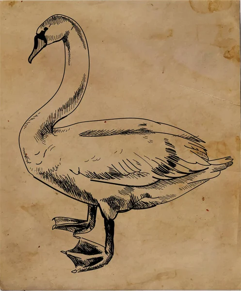 Swan Kreslení Ručně Stylu Vintage Skica Pera Obrázku — Stockový vektor