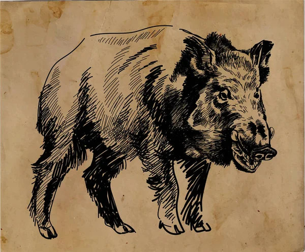 欧洲野猪 打猎奖杯 手绘古董画 — 图库矢量图片