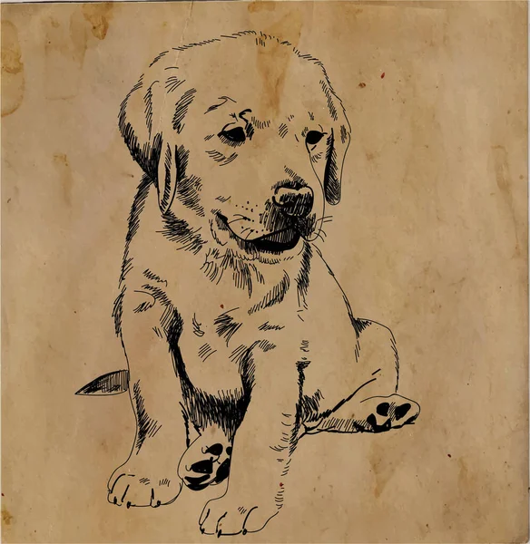 Labrador köpeği oturuyor. Elle çizim, taslak.