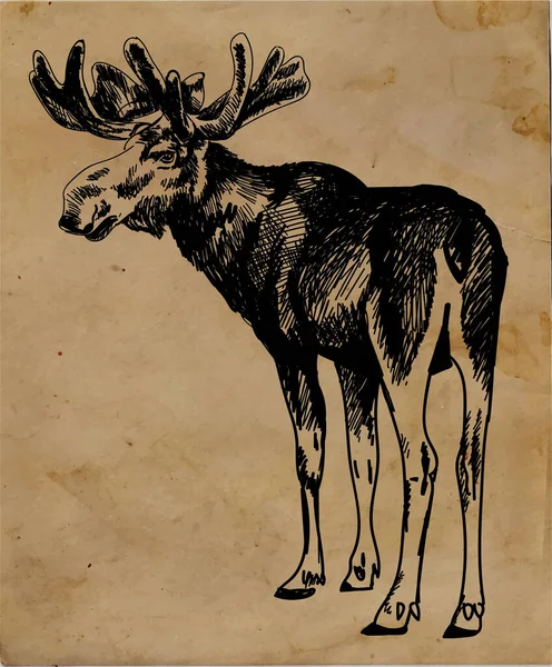 Orignal Cerf Avec Grosses Cornes Dessin Main Levée Dessin Encre — Image vectorielle