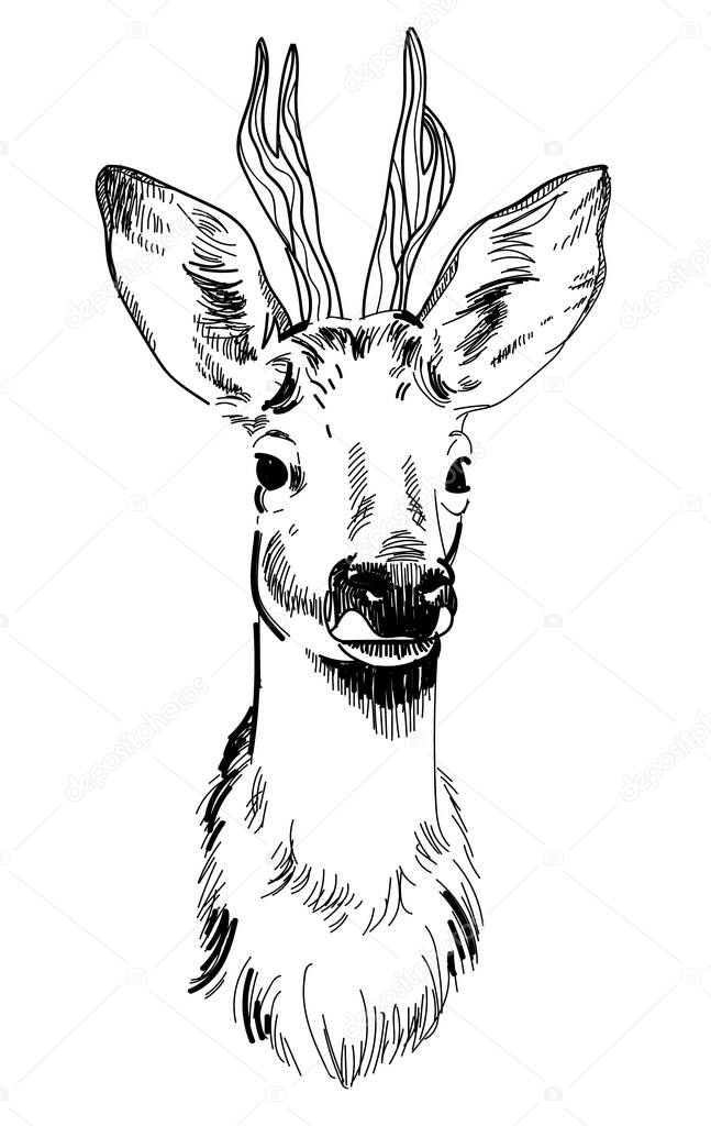 Male deer. Deer with antlers. Drawing by hand in vintage style.