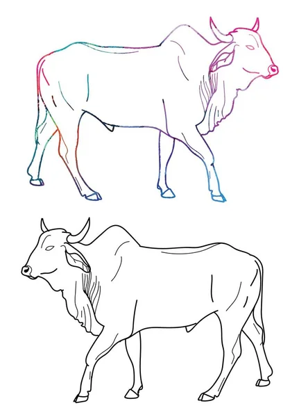 Zebu Cow Contour 徒手绘图 水彩画的系列 非洲动物 — 图库矢量图片