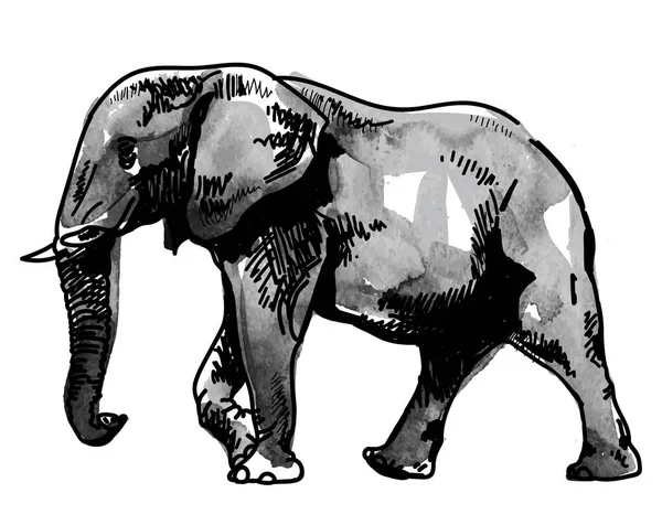 Elefante Africano Dibujo Mano Estilo Vintage Textura Acuarela Pintura — Vector de stock
