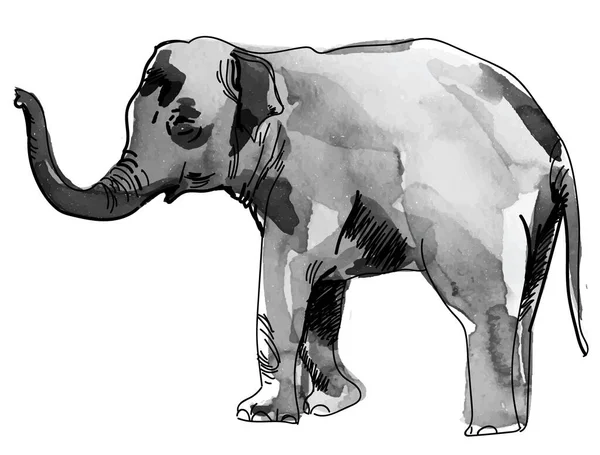 Elefante Indio Dibujo Mano Estilo Vintage Textura Acuarela Pintura — Vector de stock