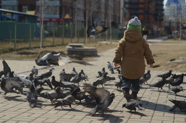 Bébé Jouer Avec Des Pigeons — Photo