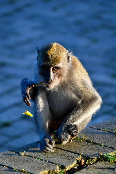 Macaco Cauda Longa Com Aspecto Engraçado Imagem De Stock