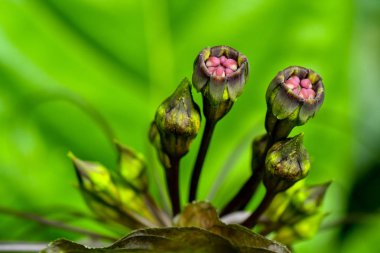 Hortlak, bıyık yarasa çiçek bitkileri
