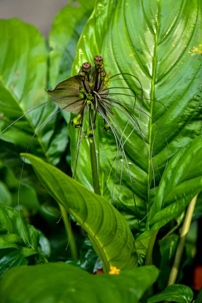 古利什，胡须蝙蝠花植物 — 图库照片
