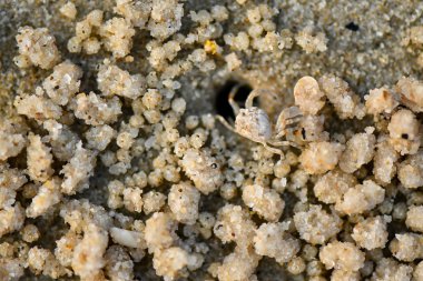 Çok küçük Kum Bubbler Yengeçler