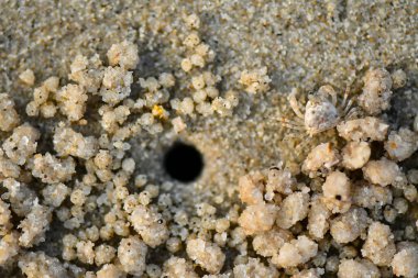 Çok küçük Kum Bubbler Yengeçler