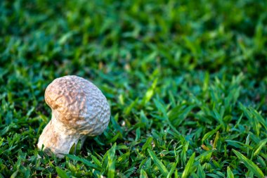Beyin puffball mantar türüdür.