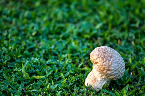 Beyin puffball mantar türüdür.