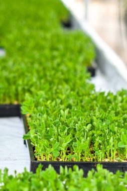 Toprakta organik dikey sebze yetiştiriciliği