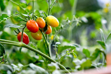 Toprakta organik dikey sebze yetiştiriciliği