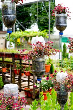 saksı olarak plastik şişegeri dönüşüm