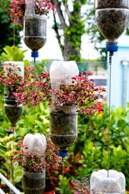 saksı olarak plastik şişegeri dönüşüm