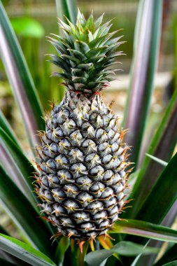 Ananas bitkisi ve tek meyve