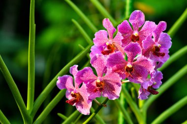 Singapore orchids species, about 75% of the country's orchids are epiphytes and the rest are terrestrials clipart