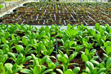 Toprakta organik dikey sebze yetiştiriciliği