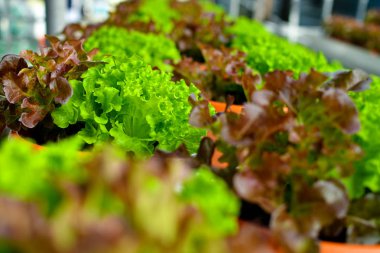 Hasat hidroponik marul, Singapur kentsel tarım