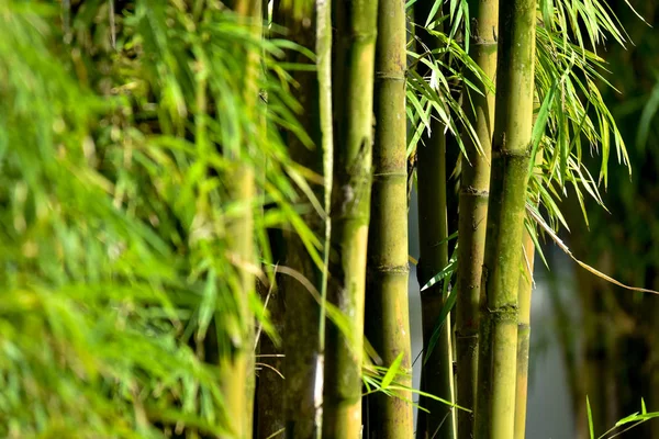 Bamboo Tree Forest Zen Humör — Stockfoto