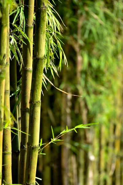 Bamboo tree forest in zen mood