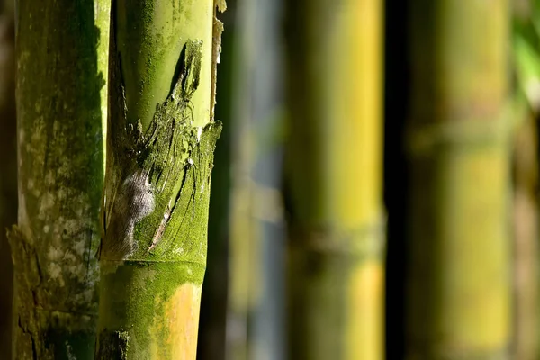 Bamboo tree forest in zen mood