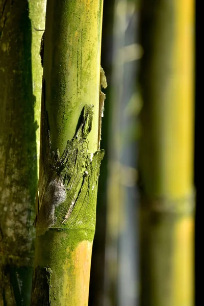 Bamboo tree forest in zen mood