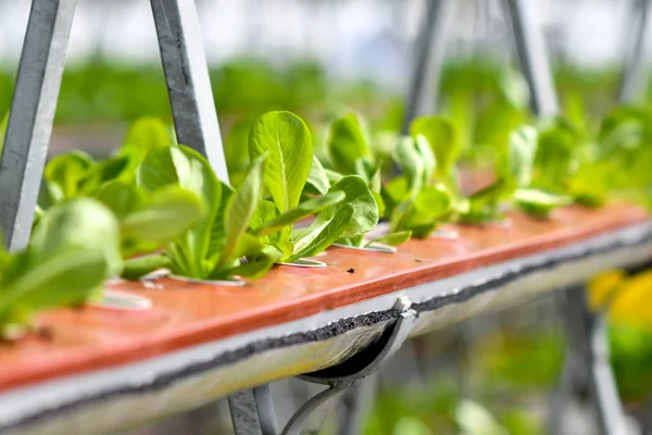 Hydroponic vertical farming systems