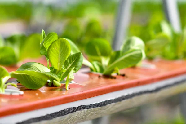 Hydroponic Vertical Farming Systems — Stock Photo, Image