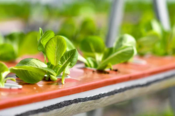 Hydroponiska Vertikala Jordbrukssystem — Stockfoto