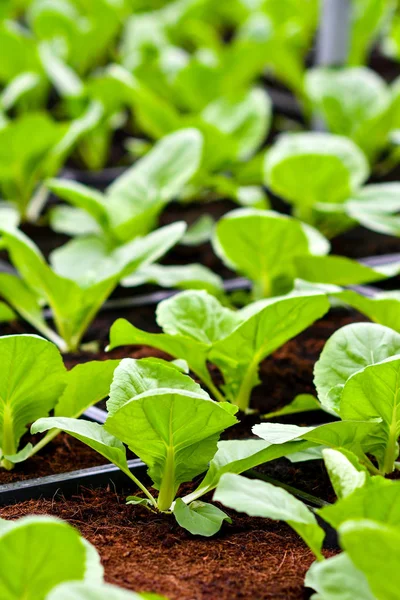 土壌上の有機垂直野菜栽培 — ストック写真