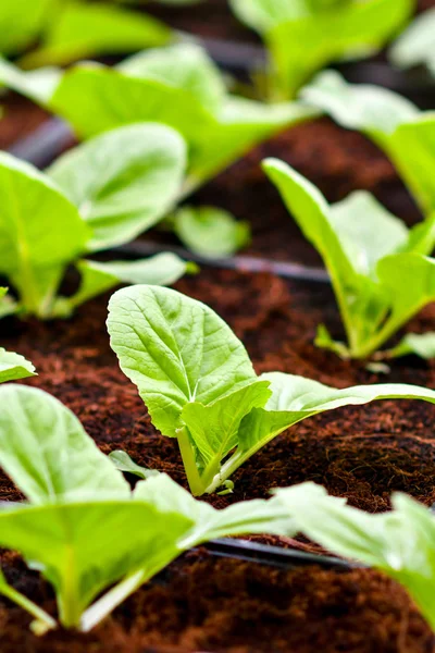 土壌上の有機垂直野菜栽培 — ストック写真