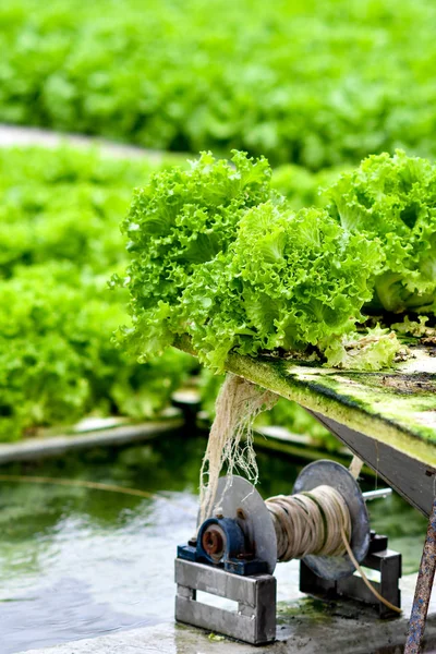 有機農業における水耕栽培レタスの収穫 — ストック写真