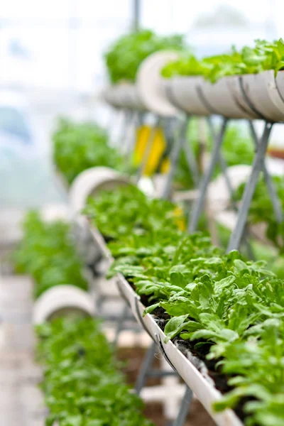 Organic Vertical Vegetables Farming Soil — Stock Photo, Image